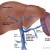 liver vena