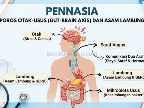 Hubungan Stres Kronis, Lambung, dan Poros Otak-Usus