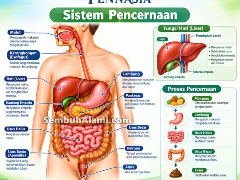 Daya Tahan Tubuh, Imunitas, dan Suasana Hati