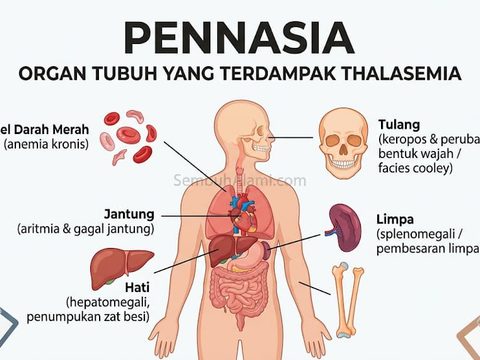 Thalasemia: Gejala Awal, dan Cara Penyembuhannya